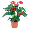 Anthurium mix v.12