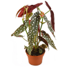 begonia-maculata-vaso-14