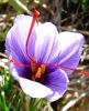 bulbi-zafferano-crocus-sativus