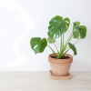 Philodendron  v.17