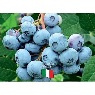 Mirtillo americano BlueCrop v18