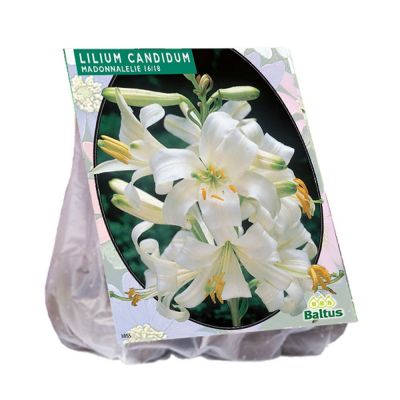 Lilium candidum (giglio di sant'antonio)