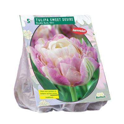 Tulipani doppi precoci sweet desire x 5 bulbi