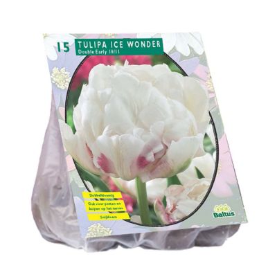 Tulipani doppi ice wonder x 15 bulbi 