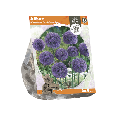 Allium aflatunense purple s.