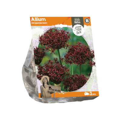 Aglio atropurpureum