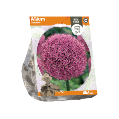 Allium Gladiator