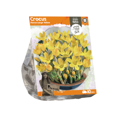 Crocus flavus large yellow