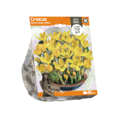 Crocus flavus large yellow