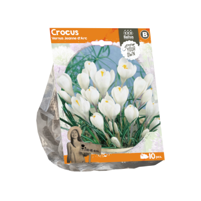 Bulbi Crocus Vernus Jeanne D'Arc