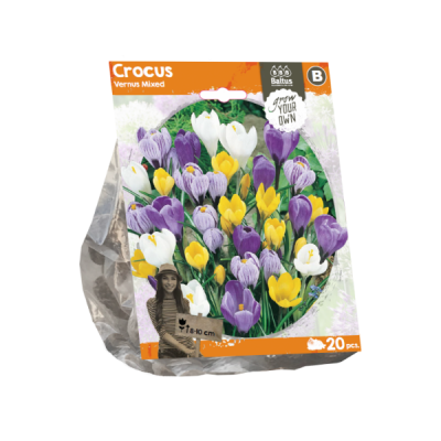 Crocus vernus mixed