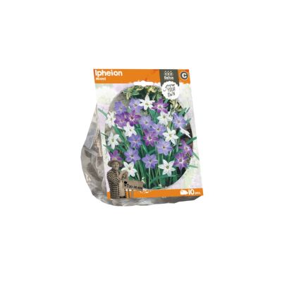 Giacinto mixed