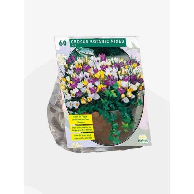 Crocus botanisch mix bulbi  x 60