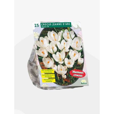 Crocus grootbloemig wit bulbi x 25
