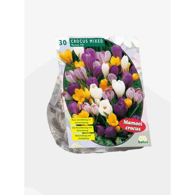 Crocus grootbloemig mix bulbi x 30