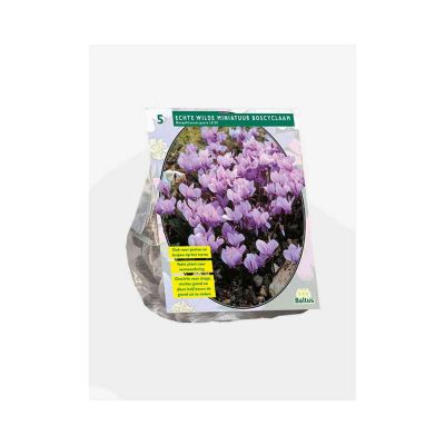 Ciclamino neapolitanum bulbi x 5