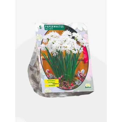 Pawhite ziva bulbi x  5