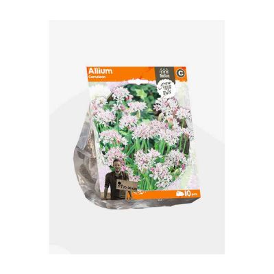 Allium cameleon bulbi x 10