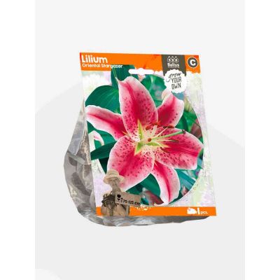 Lilium oriental stargazer bulbi x  1