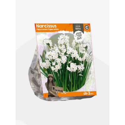 Narciso papyraceus pawhi bulbi x  3