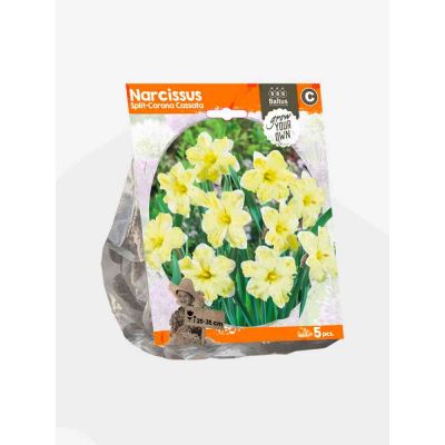 Narciso split-corona cassat. bulbi x  5