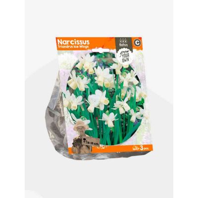 Narciso triandrus ice wings bulbi x  3