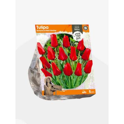 Tulipani botanical red hunter bulbi x  5