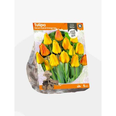 Tulipani darwin hybrid orange bulbi x  5