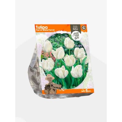 Tulipani parrot white parrot bulbi x  5