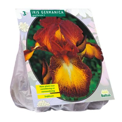 Bulbi Iris Germanica