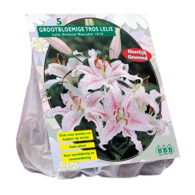 Lilium oriental muscadet