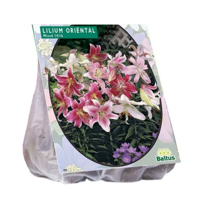 Bulbi Lilium oriental mix