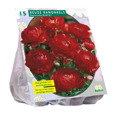 Bulbi Ranuncolo rosso