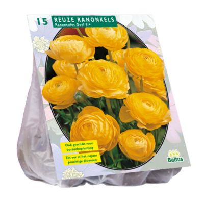 Bulbi Ranuncolo giallo