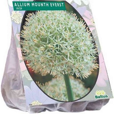 Allium mount everest bulbi x3