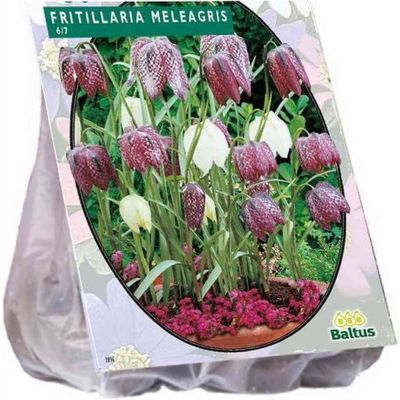 Fritillaria meleagris bulbi PZ. 30