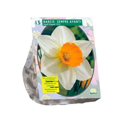 Narcis sempre avanti bulbi PZ. 15