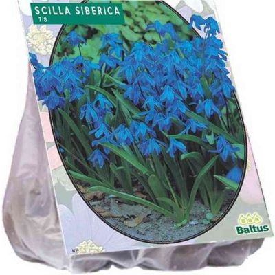 Scilla siberica bulbi PZ. 40