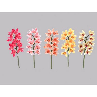 55cm cymbidium orchid sp x 10