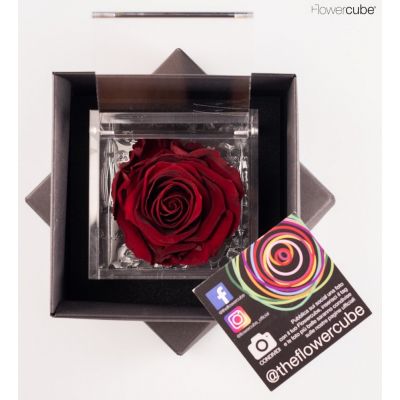 Rosa Stabilizzata  San Valentino Edition bordeaux 8x8 cm