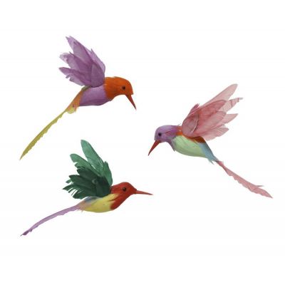 Bird feather hummingbird on c 12-14-4