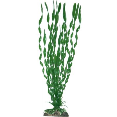 Plant classic valisneriamajor