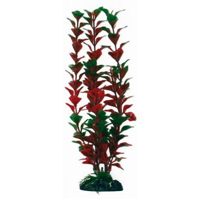 Plant classic ludwigia