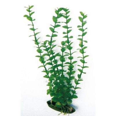 Plant classic rotala