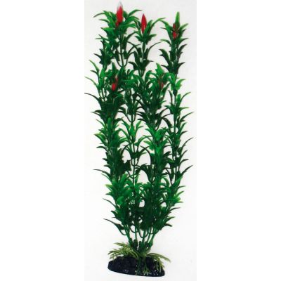 Plant cl. egeria flowers bicol