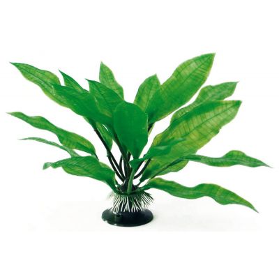 Plant classic echinodorus