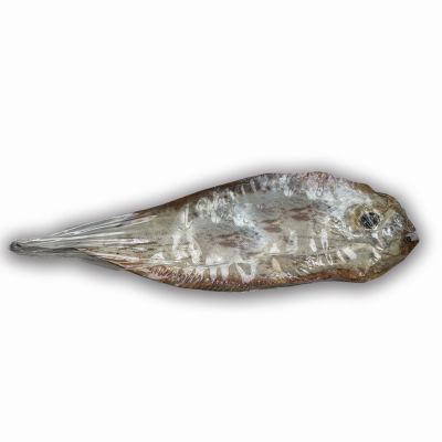 Sogliola