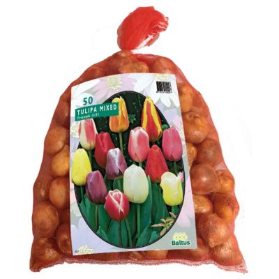 Tulipani Darwin mixed 50 pezzi