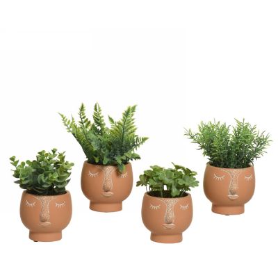Plant in pot pe 4 differe gree