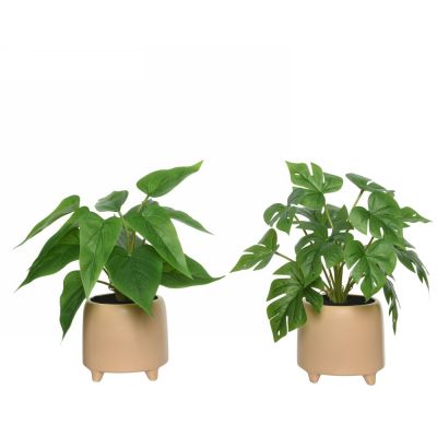 Plant in pot pe monstera green